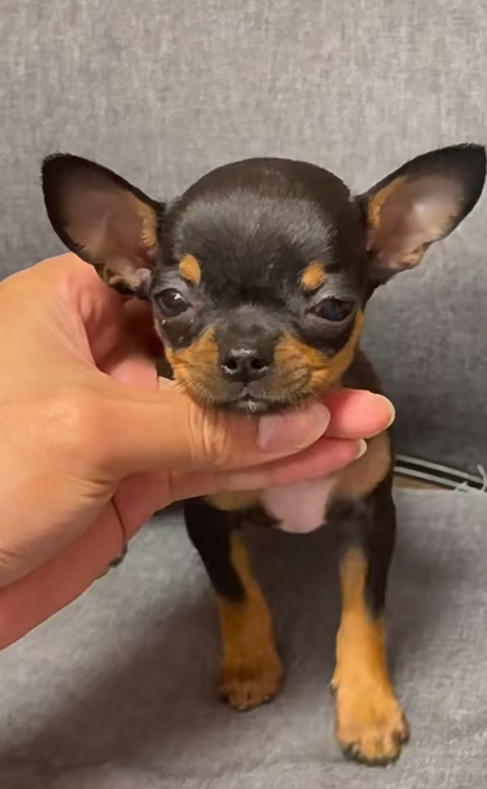 吉娃娃